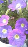 Image3545.jpg